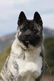 AKITA AMERICAIN 377